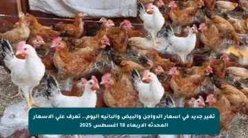 تغير جديد في أسعار الدواجن والبيض والبانية اليوم.. تعرف على الأسعار المحدثة الأربعاء 18 أغسطس 2025